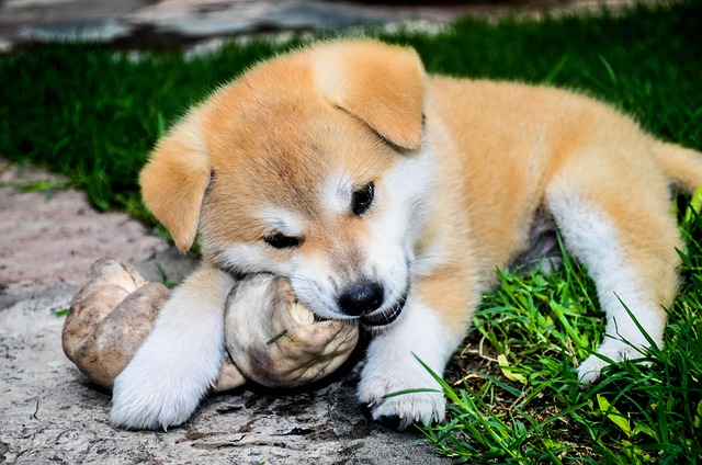 Akita inu nemá rád nudu.