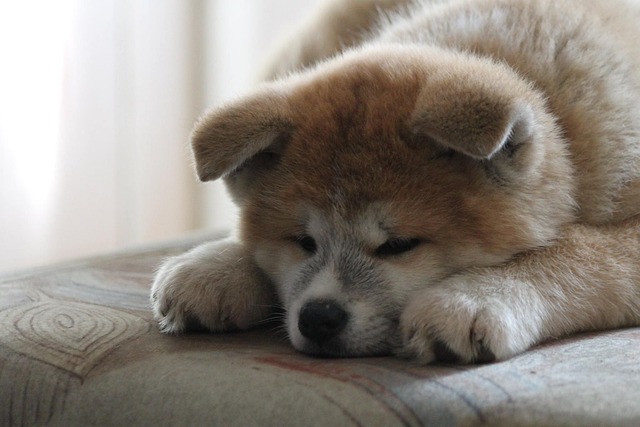 Akita inu je roztomilý.
